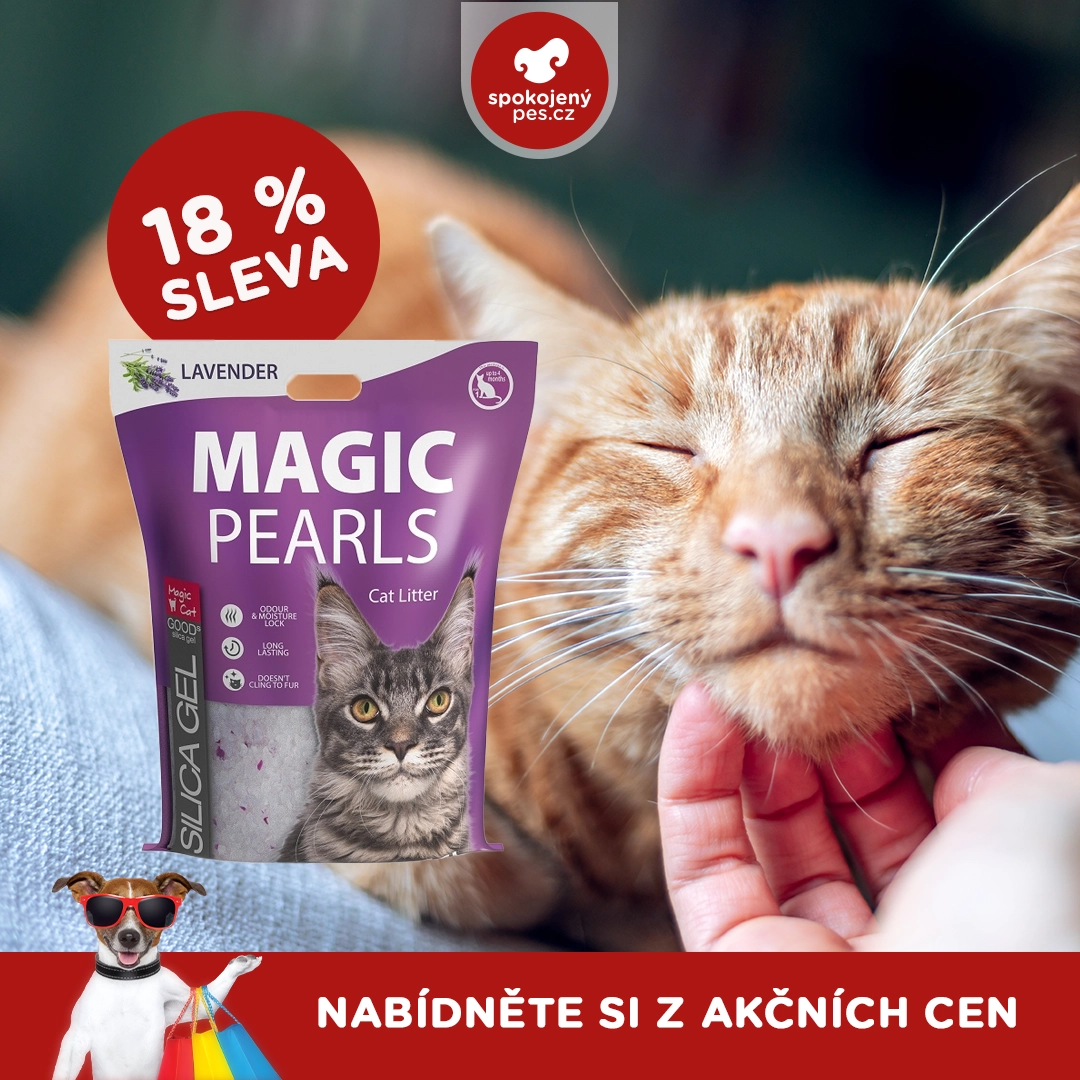 cat magic.webp